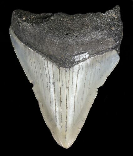 Juvenile Megalodon Tooth - Serrated Blade #56622
